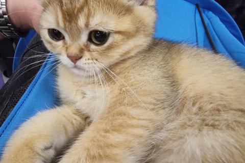 домашний кот