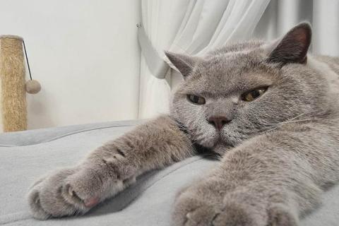 домашний кот