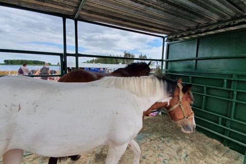 скаковая лошадь