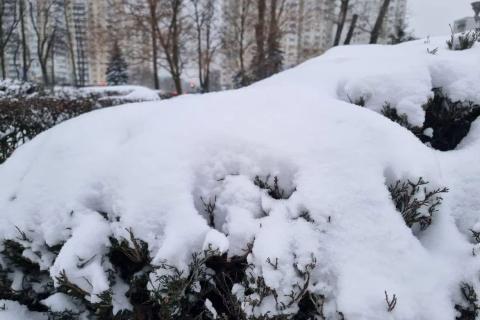снежный покров
